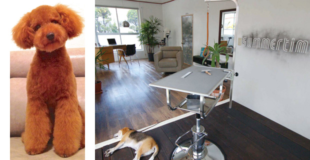 DOG SALON SUMMER TIME