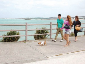 Wanの散歩道