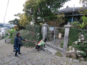 Wanの散歩道