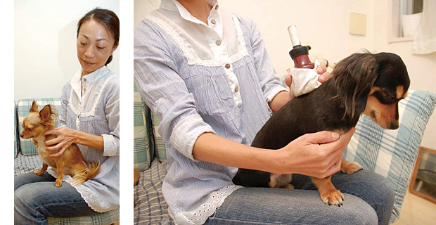 愛犬のためのホリスティックケア