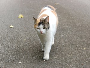 超絶の人懐っこさが人気 at 古民家cafe 喜色
