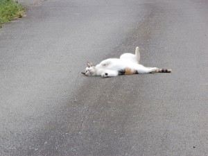 超絶の人懐っこさが人気 at 古民家cafe 喜色