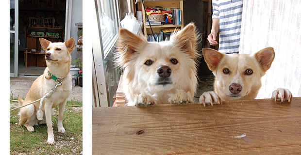 来客を知らせる 店番犬! at もか工房