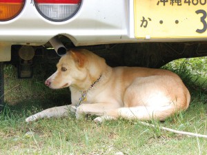 来客を知らせる 店番犬! at もか工房