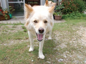 来客を知らせる 店番犬! at もか工房