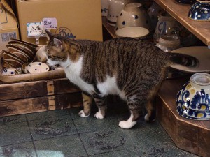 老舗店で 伝統を守る看板猫 at つぼや工藝店