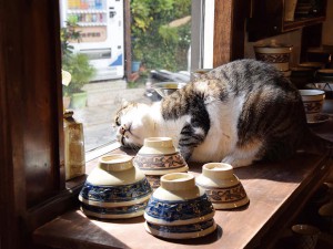 老舗店で 伝統を守る看板猫 at つぼや工藝店
