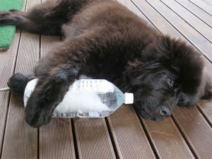 体は大きいけど、 心優しい看板犬 at 恩 the Beach