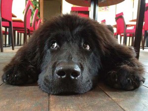 体は大きいけど、 心優しい看板犬 at 恩 the Beach