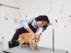 ローコストペットクリニック沖縄上間病院 (トリミングルーム)