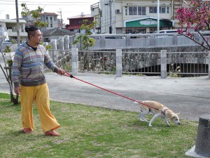 ベテラン 看板犬がお迎え at ゲストハウス LOVE&PEACE