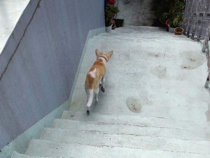ベテラン 看板犬がお迎え at ゲストハウス LOVE&PEACE