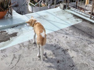 ベテラン 看板犬がお迎え at ゲストハウス LOVE&PEACE