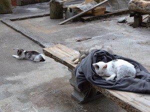 庭でのんびり お出迎え at カフェ阿吽 もとぶ南蛮窯