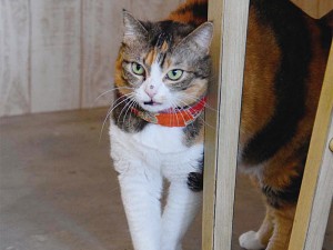 正反対の性格が 魅力的! at cafe Natura