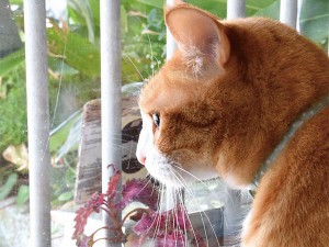 正反対の性格が 魅力的! at cafe Natura