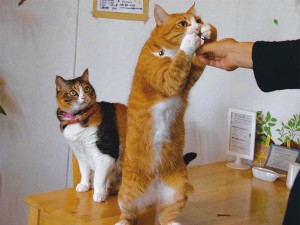 正反対の性格が 魅力的! at cafe Natura