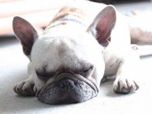 瓦工場の 守り神 犬 At 新垣瓦工場 本店 与那原町 週刊かふう特別編集 こんな家に住みたい セレクション 沖縄の家