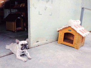 瓦工場の 守り神(犬?)at 新垣瓦工場 本店