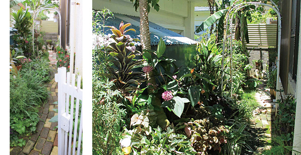 日陰の庭の楽しみ方 週刊かふう特別編集 こんな家に住みたい セレクション 沖縄の家
