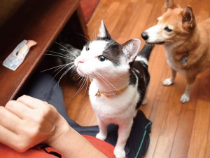 3匹3様の 看板ペット at 田原屋