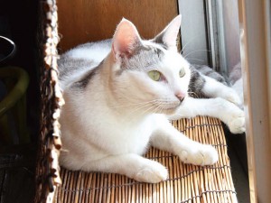 おいしいごはん、 あります! at 桃猫食堂