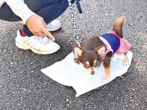 Wanの散歩道