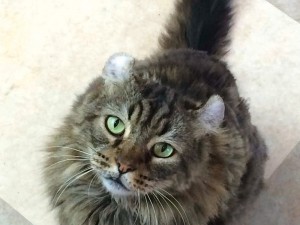 ハイパー甘えん坊の看板猫 at GAIA Flowers’