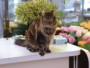 ハイパー甘えん坊の看板猫 at GAIA Flowers’