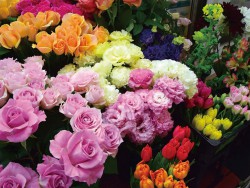 ハイパー甘えん坊の看板猫 at GAIA Flowers’