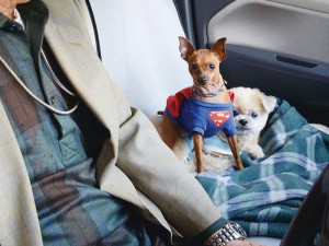 営業に 同行(!?)する 看板犬 at 島みつばち園