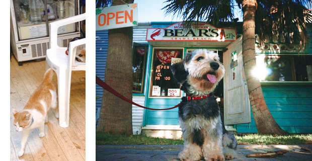 BEAR'S