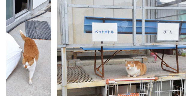 幸運を呼び込む 招き猫? at フジ砕石