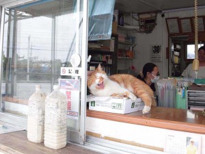 幸運を呼び込む 招き猫? at フジ砕石