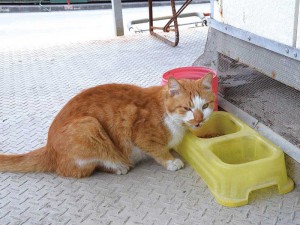 幸運を呼び込む 招き猫? at フジ砕石