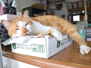 幸運を呼び込む 招き猫? at フジ砕石