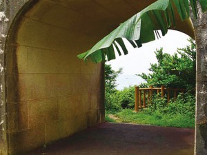 Wanの散歩道
